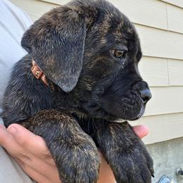 Brown Collar Female - Chestnut brindle female Cane Corso puppy in Lewistown, Montana from Corsi Amore Kennels