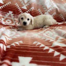 Cream boy - Cream male Dachshund puppy in Mount Vernon, Ohio from Double A Dachshunds