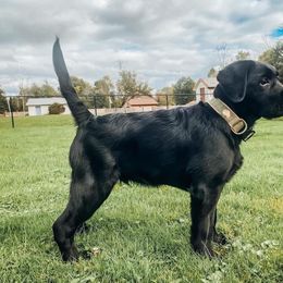 Labrador Retriever Puppies from Outside Labrador Retrievers