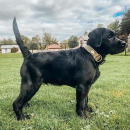 Labrador Retriever Puppies from Outside Labrador Retrievers
