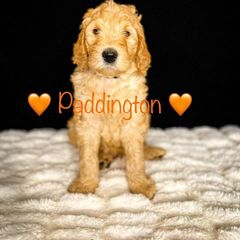 Double Doodle and Goldendoodle Puppies from Patterson Doodles