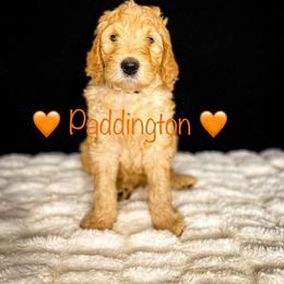 Double Doodle and Goldendoodle Puppies from Patterson Doodles