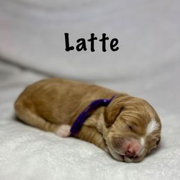 Latte - Apricot female Goldendoodle puppy in Pleasant Prairie, Wisconsin from Prairie Doodle Dogs