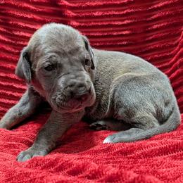 Marty - Blue brindle female Great Dane puppy in Bay City, Michigan from Monarch Danes