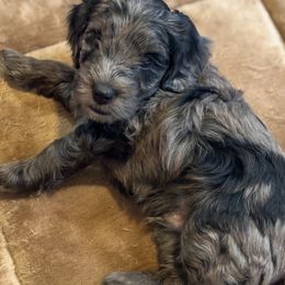 Patch - Merle male Goldendoodle puppy in Florence, South Carolina from Candy Doodles