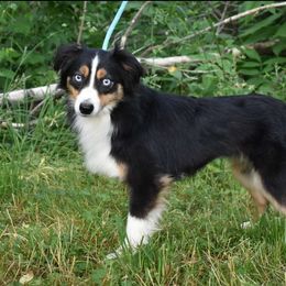 Mercedes - Miniature Australian Shepherd