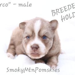 Marco - Chocolate male Pomsky puppy in Christiana, Tennessee from Smoky Mountain Pomskies