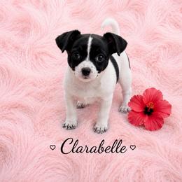 Health Tested Clarabelle - Black and white female Chihuahua puppy in Scottdale, Pennsylvania from Itty Bitty Boston & Chi Co, Veteran Owned