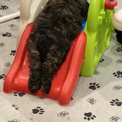 Bouvier des Flandres Puppies from Julie Smith