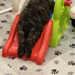 Bouvier des Flandres Puppies from Julie Smith