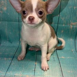 Rex - Blue and white male Chihuahua puppy in Palmyra, Indiana from Country Star Chihuahuas