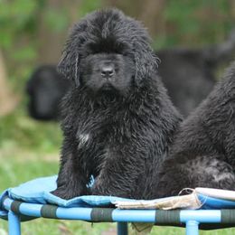 Newfoundlands from Shorepath Newfoundlands