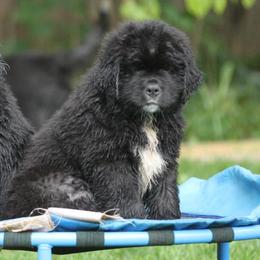 Newfoundlands from Shorepath Newfoundlands