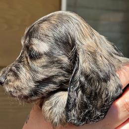 Matthew - Brindle male Dachshund puppy in Oregon from SoCo Dachshunds