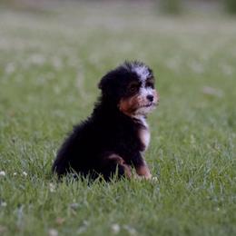 Turtle - Tri-color female Bernedoodle puppy in Denham Springs, Louisiana from GimiPup Doodles