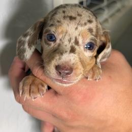 Hades - Dapple male Dachshund puppy in Waddell, Arizona from The Bearded Companions