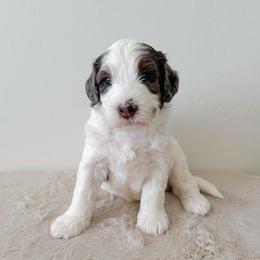 Pirate - Merle male Bernedoodle puppy in Apache Junction, Arizona from Coffey House Doodles