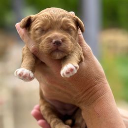 Lucky - yellow collar female - Red  female Goldendoodle puppy in Yuciapa, California from AlltheDoodlez_