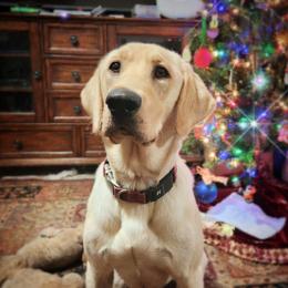 Taz (Started Cadaver Dog) - Yellow female Labrador Retriever puppy in Cocoa, Florida from Harrison's Lakeside Labradors LLC