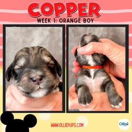 Copper (Orange) - male Golden Mountain Doodle puppy in Boiling Springs, South Carolina from OlliePups, LLC