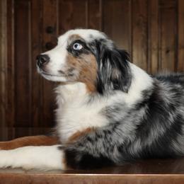 Dixie - Miniature Australian Shepherd