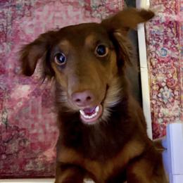 Dolli - Dachshund