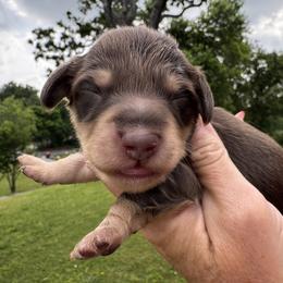 Chunk - Chocolate and tan male Dachshund puppy in Bentonville, Arkansas from T & D Dachshunds by design