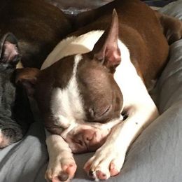 Boston Terriers from PDX Purebred Bostons
