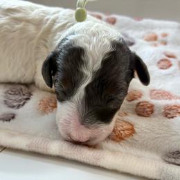 Snow White - Merle female Cockapoo puppy in Adrian, Oregon from ApplebyFarm
