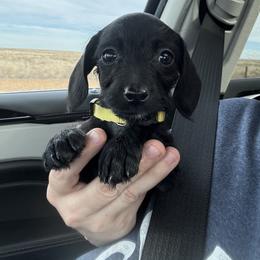 Willow (black and white female) - Black and white female Companion Cross puppy in Waldron, Arkansas from Kay’s Cutie Poos