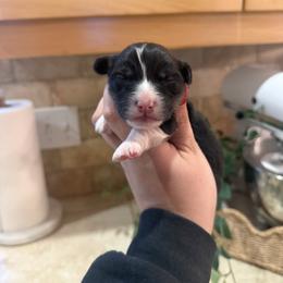 Squirtle - Black and tan male Pembroke Welsh Corgi puppy in Red Bluff, California from Wilder Ranch Corgis