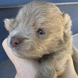 REX - Beaver male Pomeranian puppy in Hooksett, New Hampshire from Granite State Pomeranians