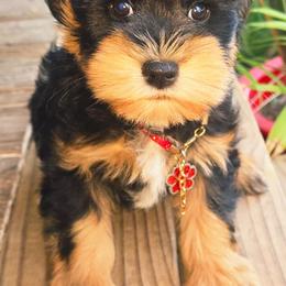 Roxie - Black and silver female Miniature Schnauzer puppy in Texas from Blue Rose's Schnauzers