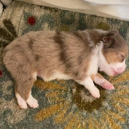 Charlotte - Red merle female Miniature Australian Shepherd puppy in California, Kentucky from Sonlight Ridge Aussies