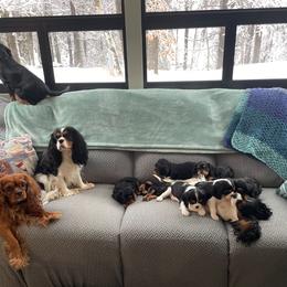 Cavalier King Charles Spaniel Puppies from Meant To Be Cavalier King Charles Spaniels