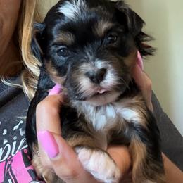 Red collar - Black and white male Shihpoo puppy in Millsap, Texas from Gaston’s Posh Poodles and Doodles