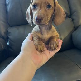 Oliver - Red male Dachshund puppy in Milroy, Pennsylvania from Not Your Average Weiner