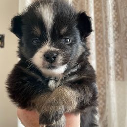Eurydice - Black and white female Pomsky puppy in Cottrellville, Michigan from My Half Pint Pups
