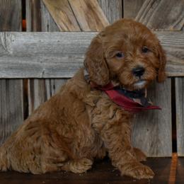 Male 3 of 3 - Apricot male Goldendoodle puppy in Macedon, New York from Toodles Goldendoodles