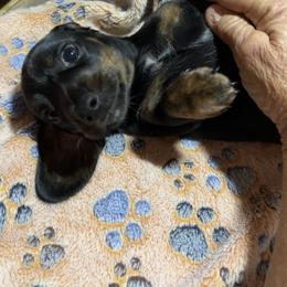 Nolan - Black and tan male Dachshund puppy in Augusta, Georgia from Blackberry Creek Mini Farm