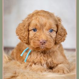 Vlad - Red male Cockapoo puppy in Connersville, Indiana from Deaz Doodle Ranch