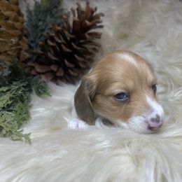 Jingles - Dapple male Dachshund puppy in Washburn, Tennessee from Clinch Mountain Dachshunds