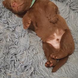 Chesapeake Bay Retriever Puppies from Shore Acres Chesapeakes