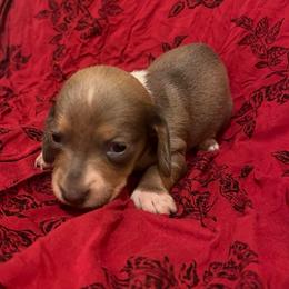 Baby Bluey - Dapple female Dachshund puppy in Norman, Oklahoma from Mother of Dachshunds