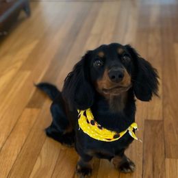 Basset Hounds and Dachshunds from Rolling and Howling Basset Hounds and Dachshunds