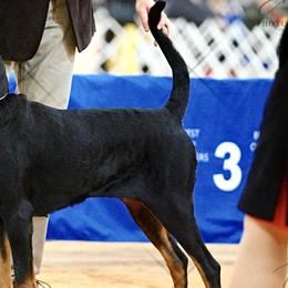 Black and Tan Coonhounds from Southwind Black and Tan Coonhounds