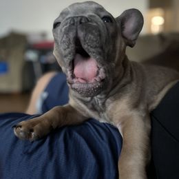 French Bulldog puppies from Dawgie empire