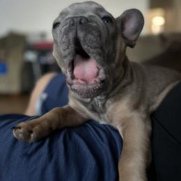 French Bulldog puppies from Dawgie empire