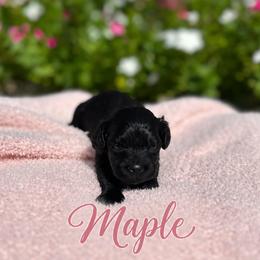 Maple - Black female Cavapoo puppy in Thorndale, Texas from Hattie’s Texas Cavapoos