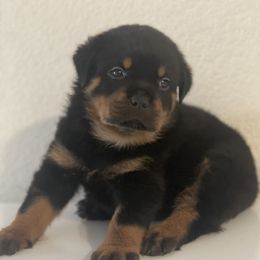 Rottweiler Puppies from Coronado Rottweilers